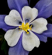 096Aquilegia 19-5956